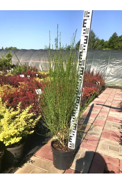 Рокитник ранній Боскоп Рубі (рубіновий) - 0,5-3л/вис.20-25см/Ø15-20см